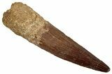 Fossil Spinosaurus Tooth - Real Dinosaur Tooth #345431-1